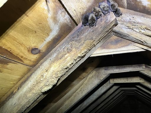 Rafter damage from bats